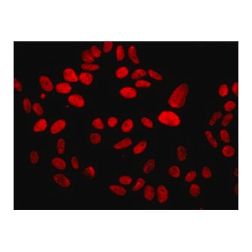 Merck Anti-MDC1 antibody, Mouse monoclonal