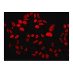 Merck Anti-MDC1 antibody, Mouse monoclonal