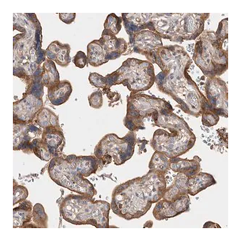 Merck Anti-GPER1 antibody produced in rabbit