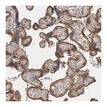 Merck Anti-GPER1 antibody produced in rabbit