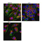 Merck Anti-LAMP-1 (CD107a) Antibody