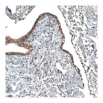 Merck Anti-NUDT16L1 antibody produced in rabbit