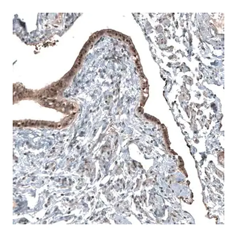 Merck Anti-NUDT16L1 antibody produced in rabbit