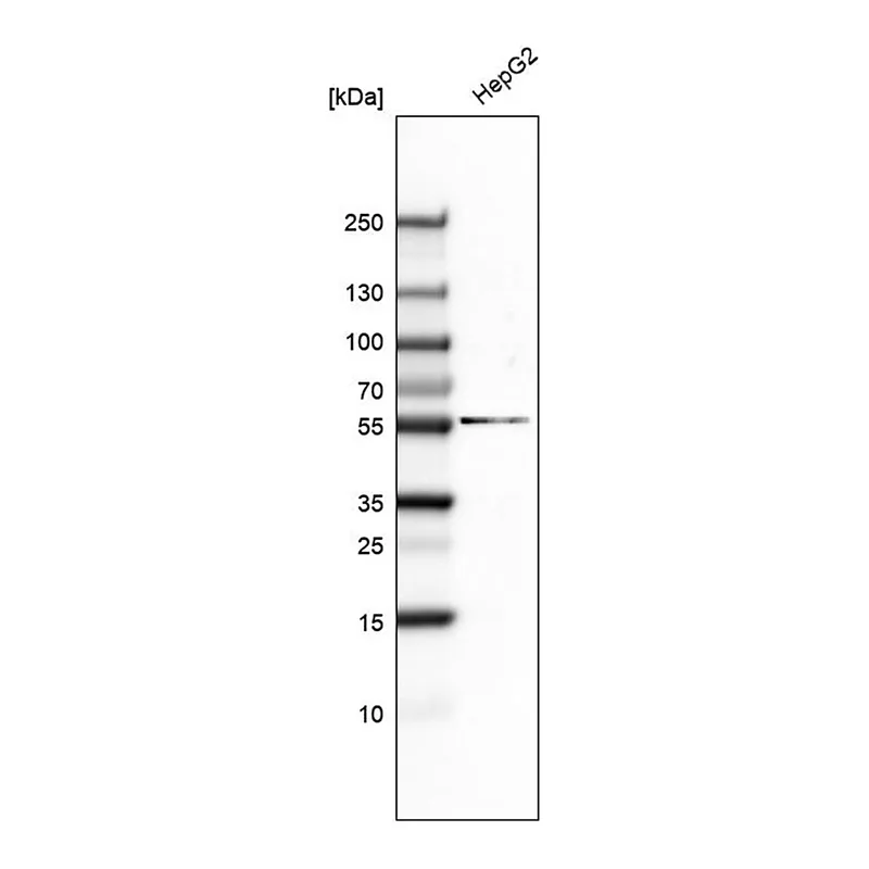 Merck Monoclonal Anti-GSPT1 antibody produced in mouse