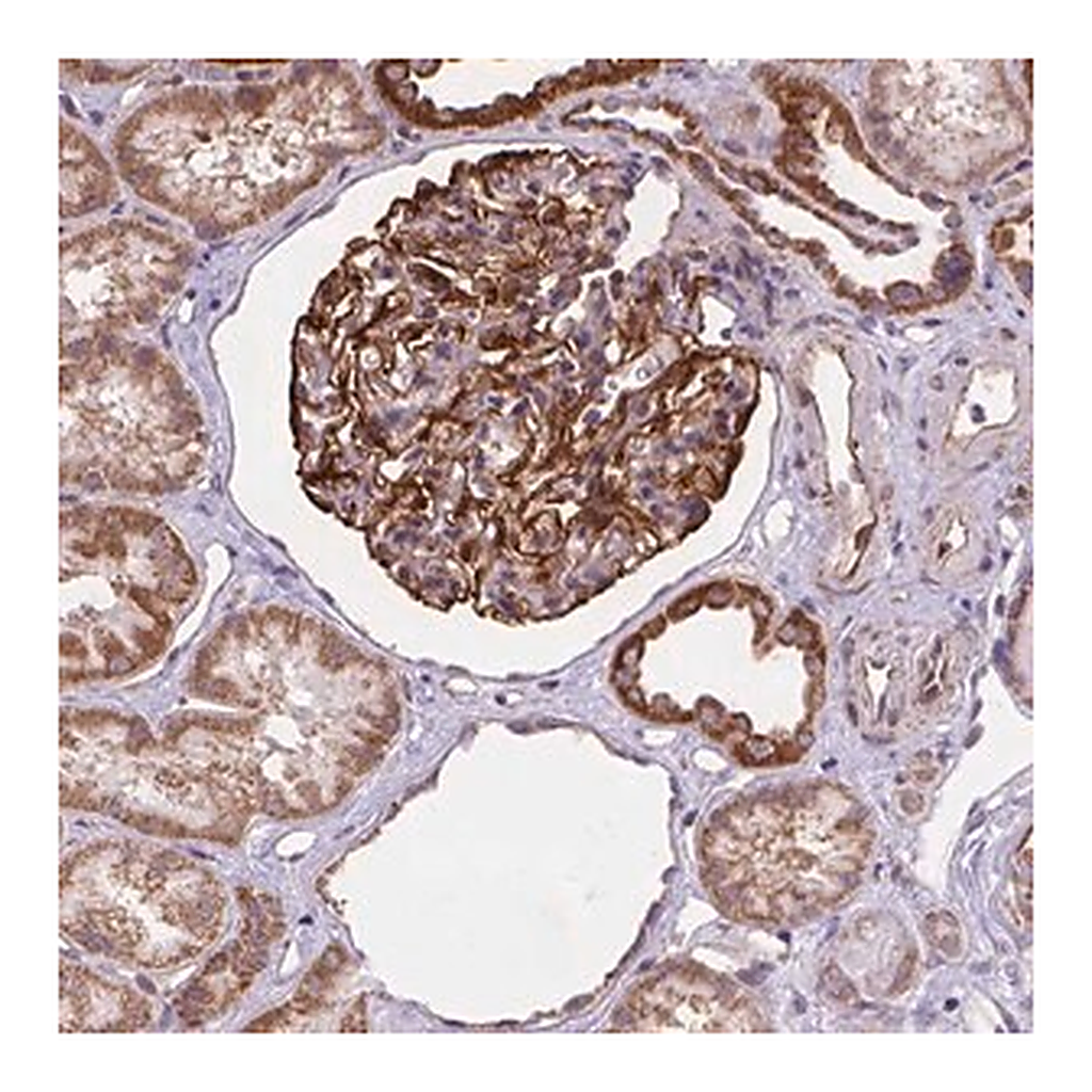 Merck Anti-CYYR1 antibody produced in rabbit