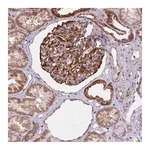 Merck Anti-CYYR1 antibody produced in rabbit