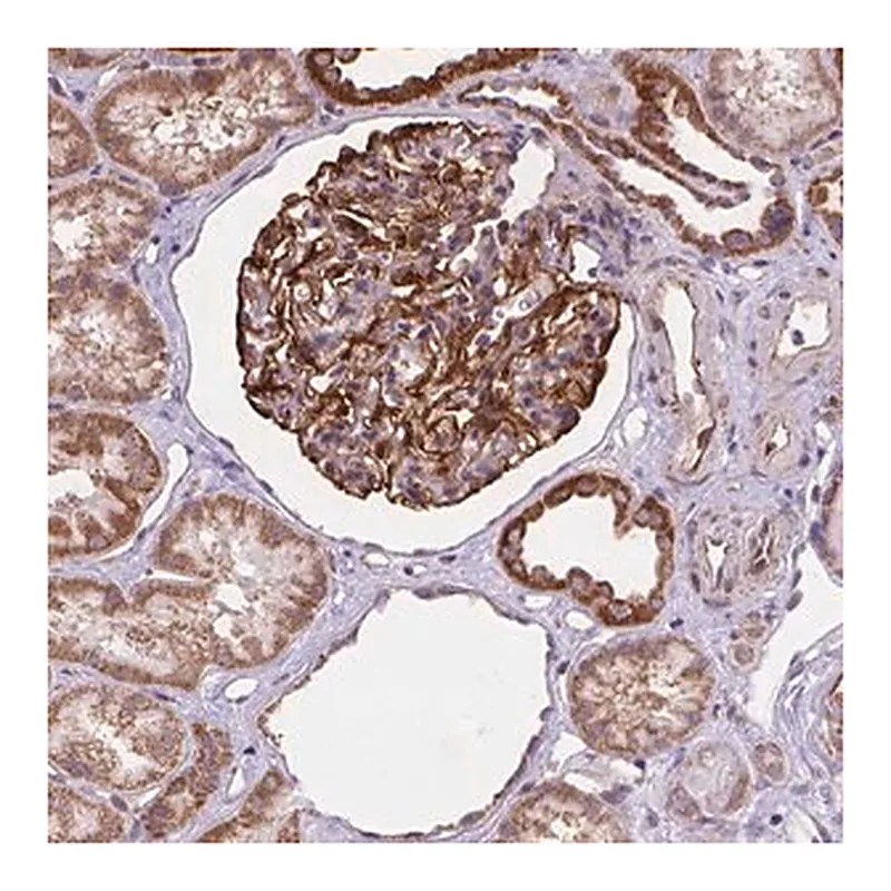 Merck Anti-CYYR1 antibody produced in rabbit