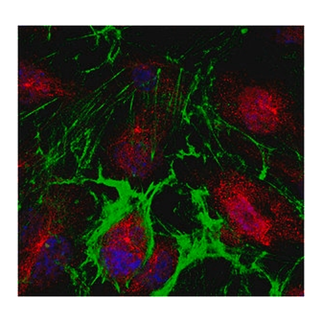 Merck Anti-PPAR-gamma Antibody