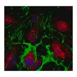 Merck Anti-PPAR-gamma Antibody