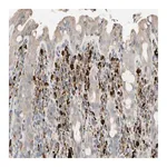 Merck Anti-CECR1 antibody produced in rabbit