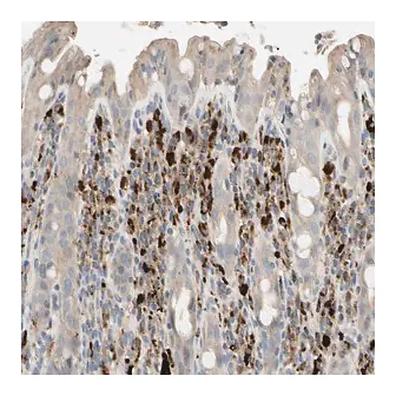Merck Anti-CECR1 antibody produced in rabbit