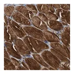 Merck Anti-SLC16A3 antibody produced in rabbit
