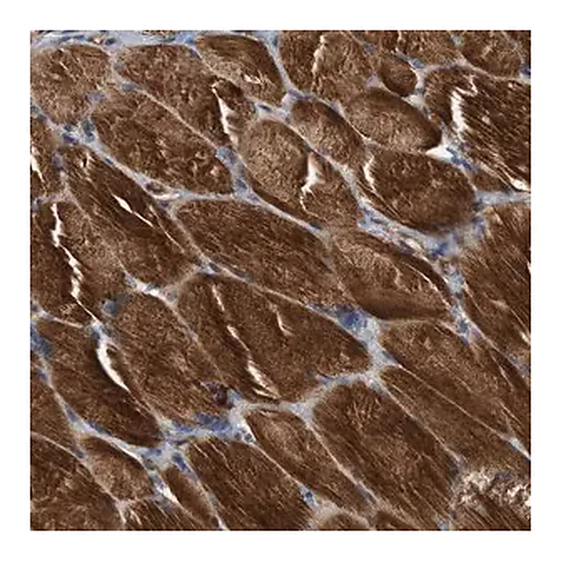 Merck Anti-SLC16A3 antibody produced in rabbit