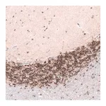 Merck Monoclonal Anti-CUX1 antibody produced in mouse
