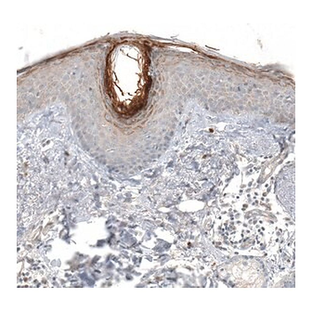 Merck Anti-HRNR antibody produced in rabbit