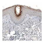 Merck Anti-HRNR antibody produced in rabbit