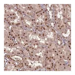 Merck Anti-CEP83 antibody produced in rabbit