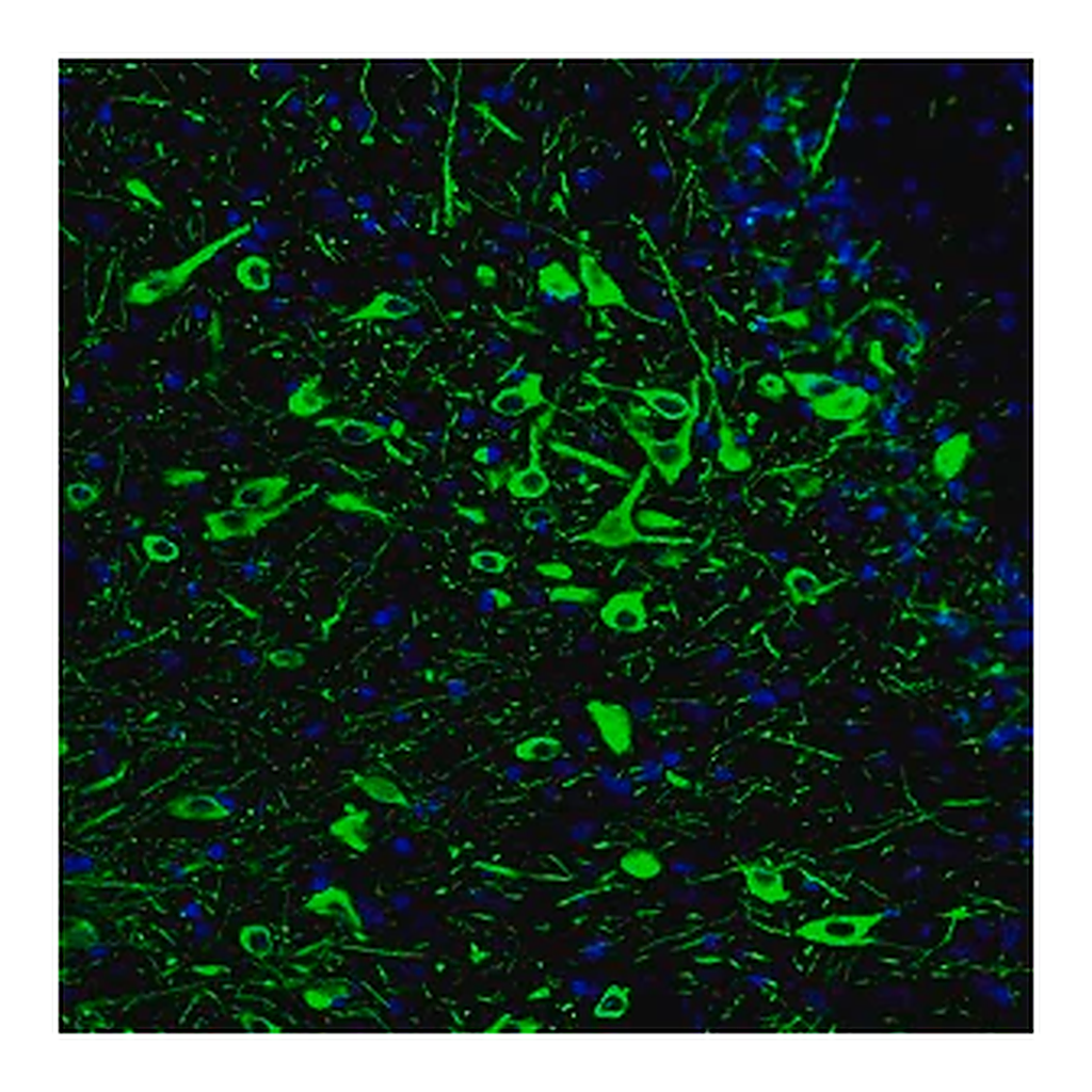 Merck Monoclonal Anti-TPH2 antibody produced in mouse