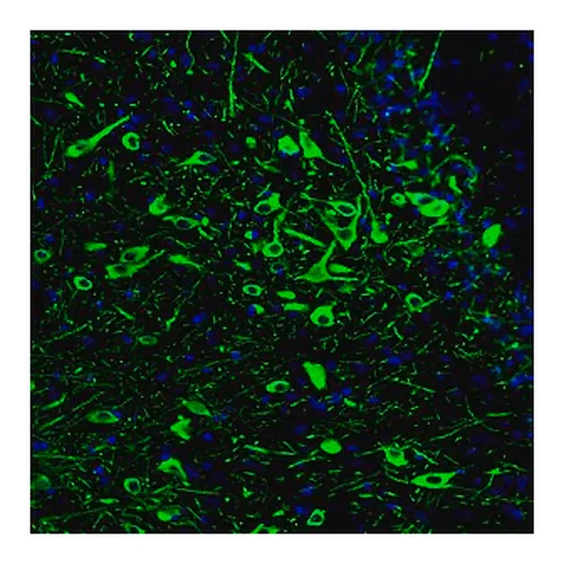 Merck Monoclonal Anti-TPH2 antibody produced in mouse