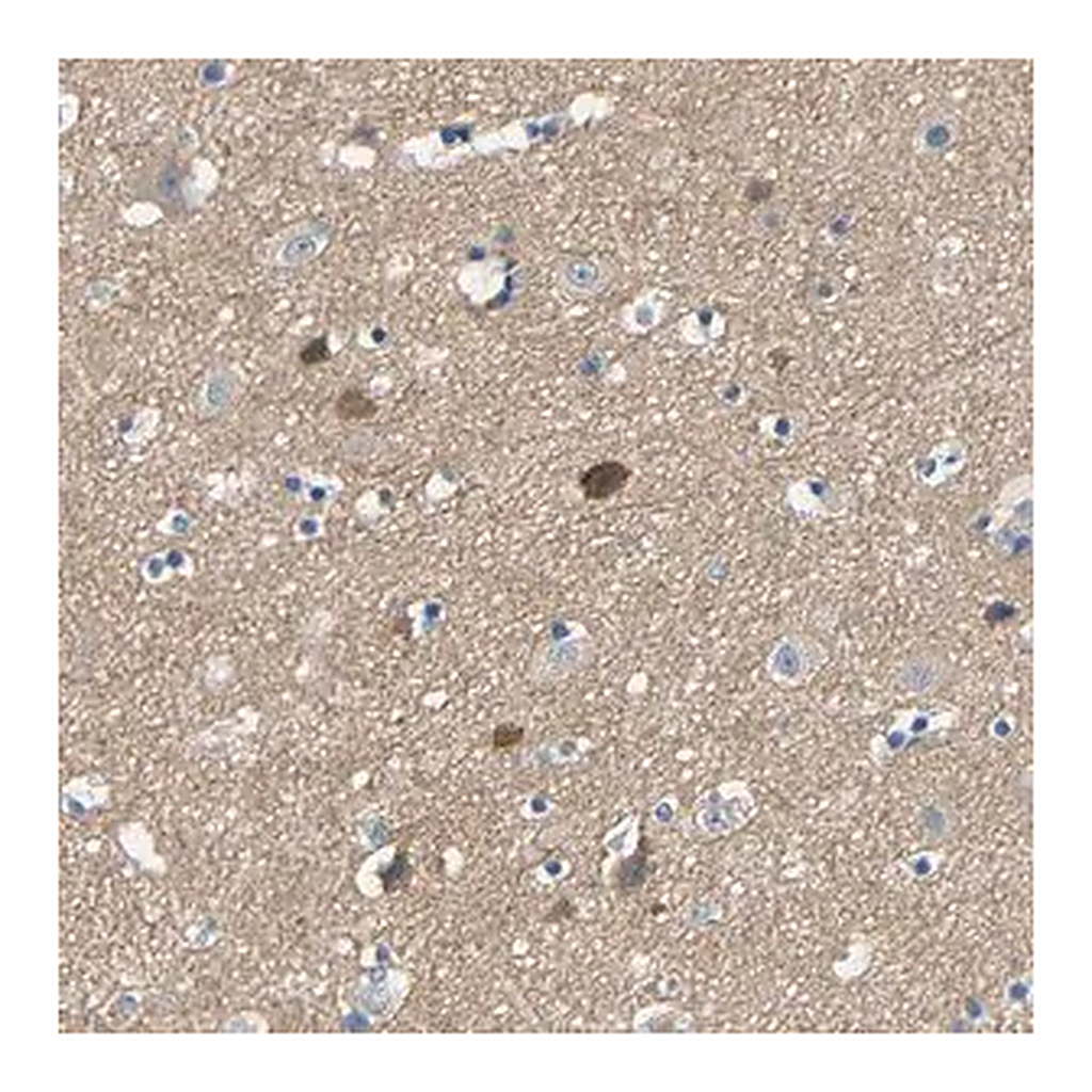 Merck Anti-NEGR1 antibody produced in rabbit