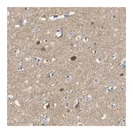 Merck Anti-NEGR1 antibody produced in rabbit
