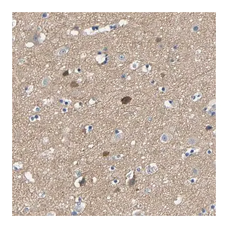 Merck Anti-NEGR1 antibody produced in rabbit