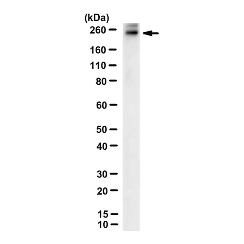 Merck Anti-ABCA4 Antibody, clone 5B4