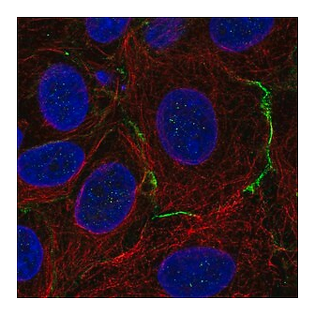 Merck Anti-CELSR1 antibody produced in rabbit