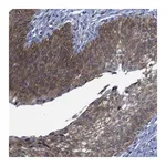 Merck Anti-SEMA4B antibody produced in rabbit