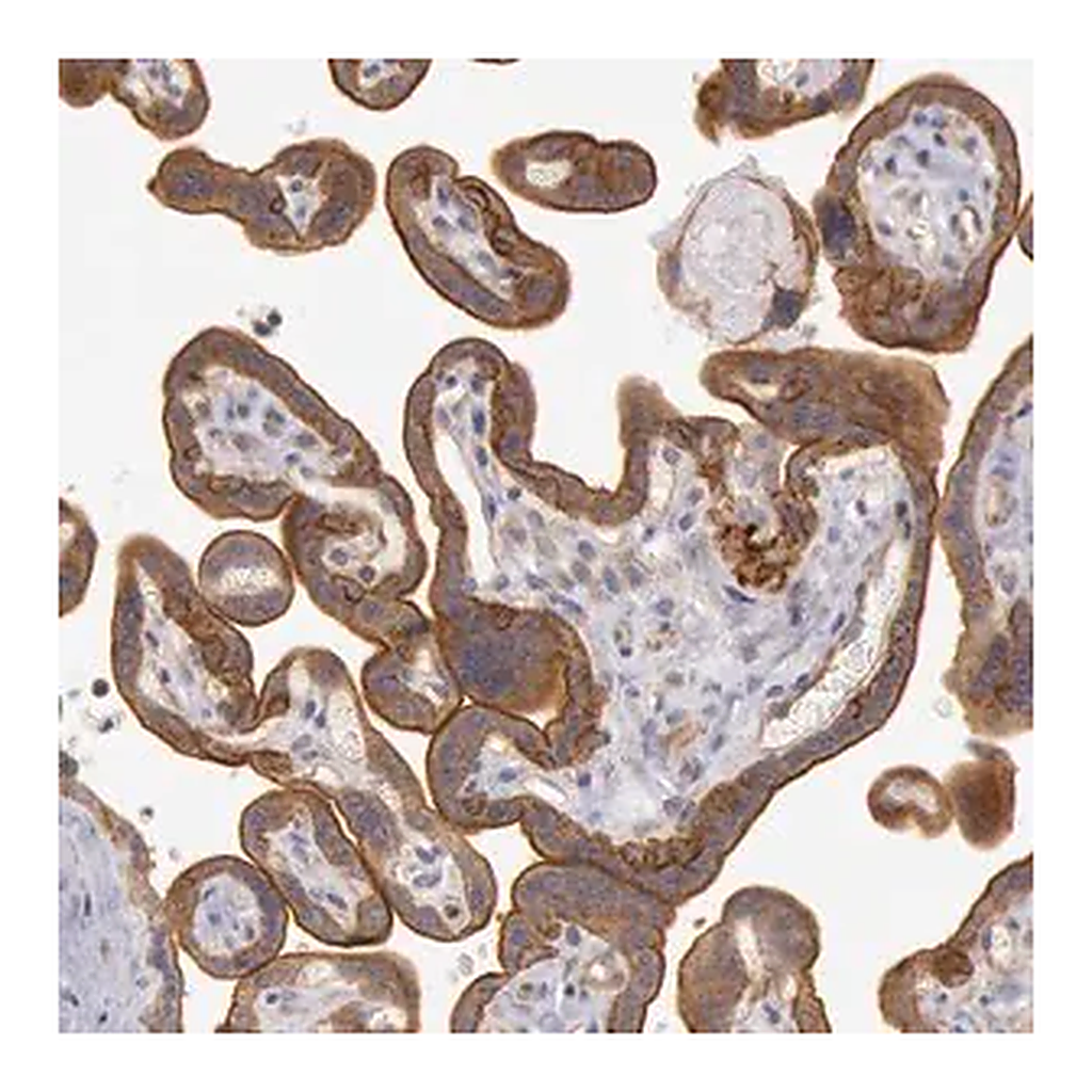 Merck Anti-AMOTL1 antibody produced in rabbit