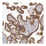 Merck Anti-AMOTL1 antibody produced in rabbit
