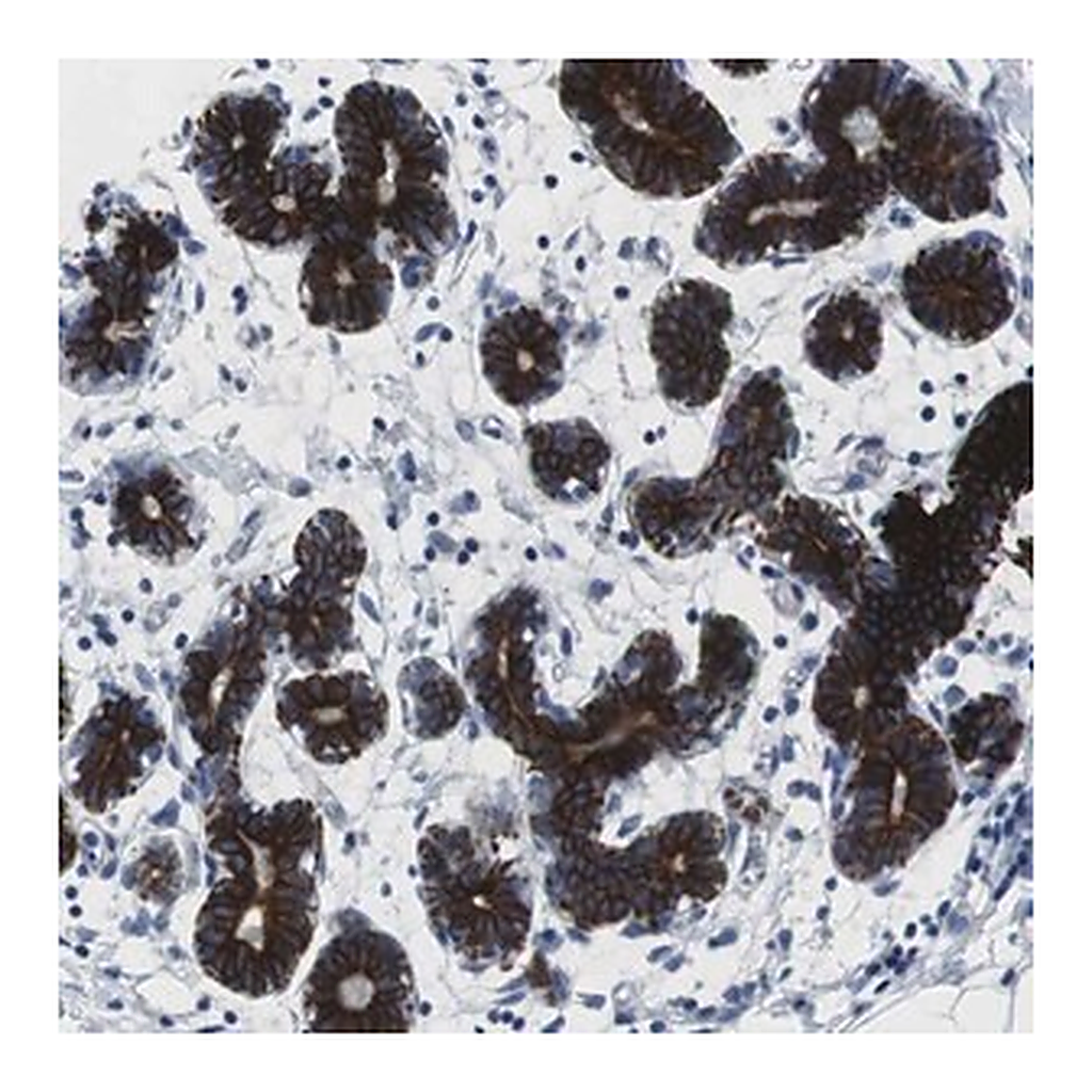 Merck Anti-STK3 antibody produced in rabbit