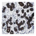 Merck Anti-STK3 antibody produced in rabbit