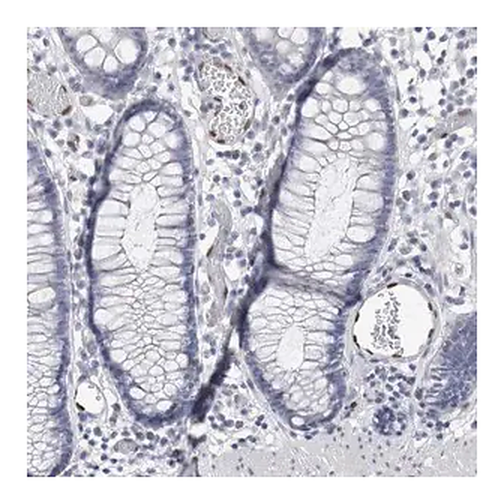 Merck Anti-IL33 antibody produced in rabbit