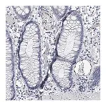 Merck Anti-IL33 antibody produced in rabbit