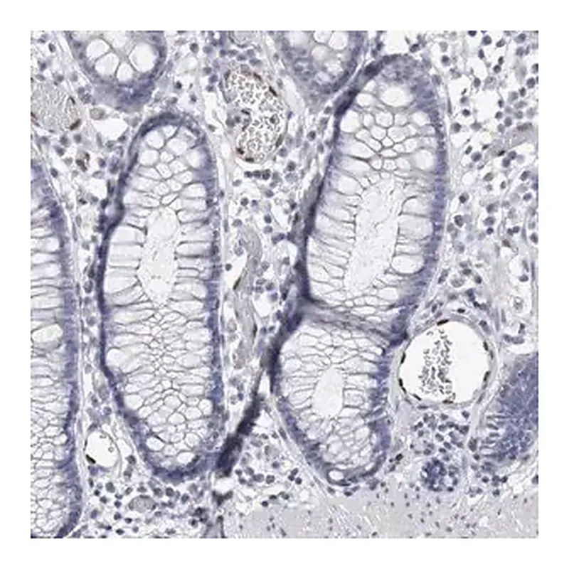 Merck Anti-IL33 antibody produced in rabbit