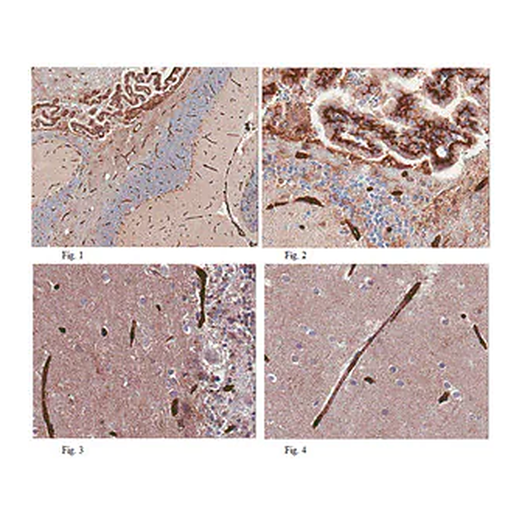 Merck Anti-GLUT1 (CT) Antibody, clone 5B12.3