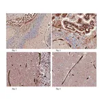 Merck Anti-GLUT1 (CT) Antibody, clone 5B12.3