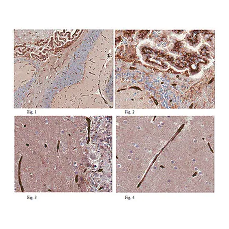 Merck Anti-GLUT1 (CT) Antibody, clone 5B12.3