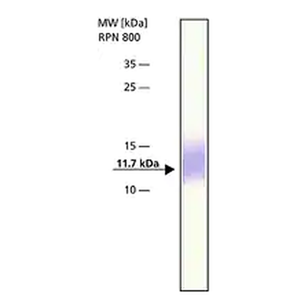 Merck Anti-Thioredoxin antibody produced in rabbit