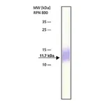 Merck Anti-Thioredoxin antibody produced in rabbit