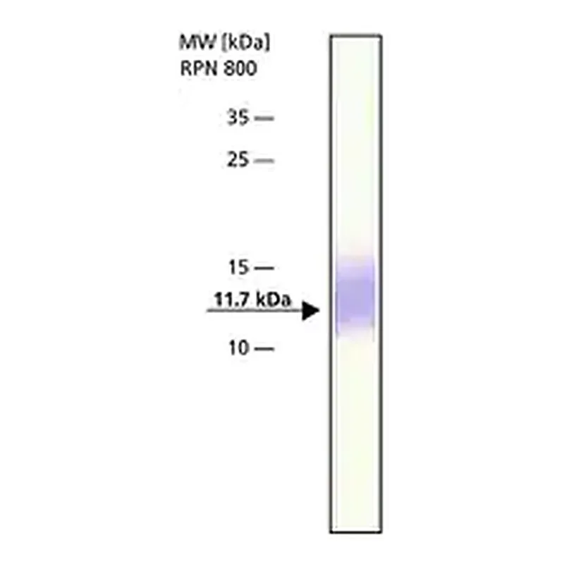 Merck Anti-Thioredoxin antibody produced in rabbit