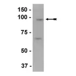 Merck Anti-EZH2 Antibody