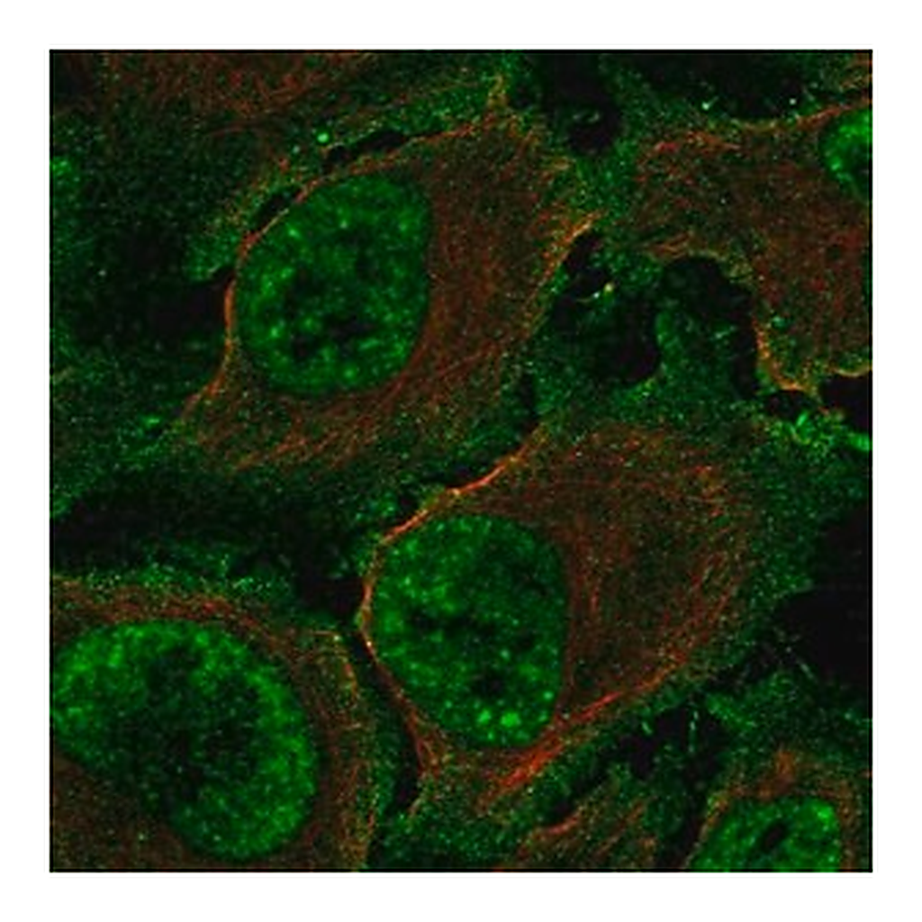 Merck Anti-TBXA2R antibody produced in rabbit