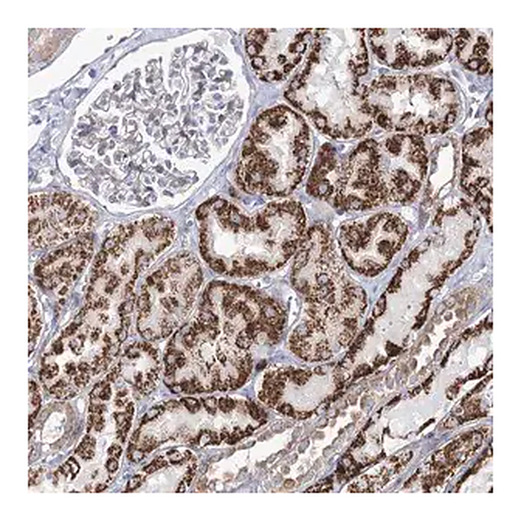 Merck Anti-METTL5 antibody produced in rabbit