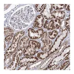 Merck Anti-METTL5 antibody produced in rabbit