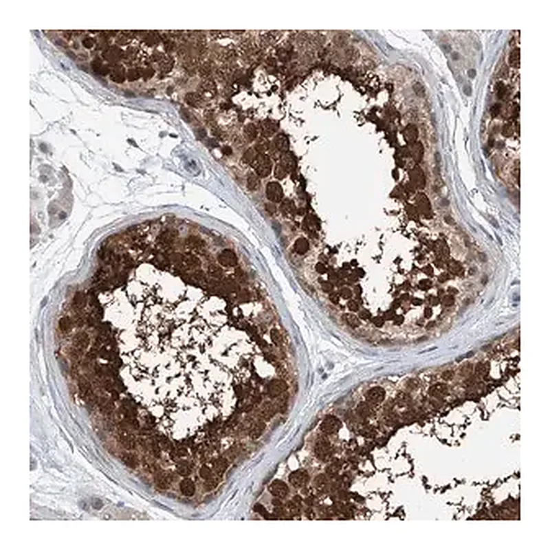 Merck Anti-HSPA6 antibody produced in rabbit