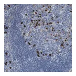 Merck Anti-IFNAR1 antibody produced in rabbit