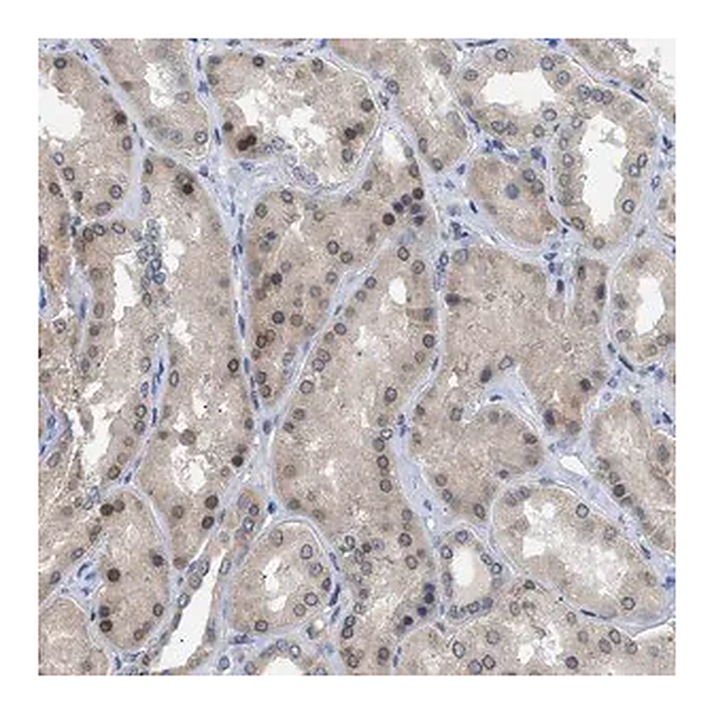 Merck Anti-NUP93 antibody produced in rabbit