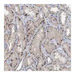Merck Anti-NUP93 antibody produced in rabbit
